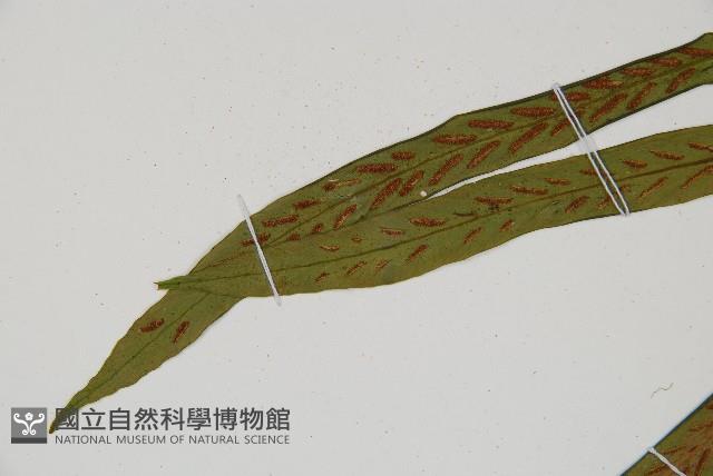劍葉鐵角蕨、箭葉鐵角蕨藏品圖，第4張