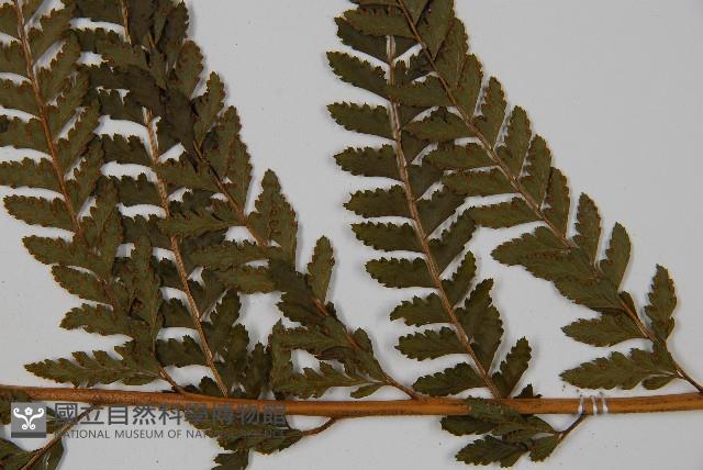 粗毛鱗蓋蕨藏品圖，第4張