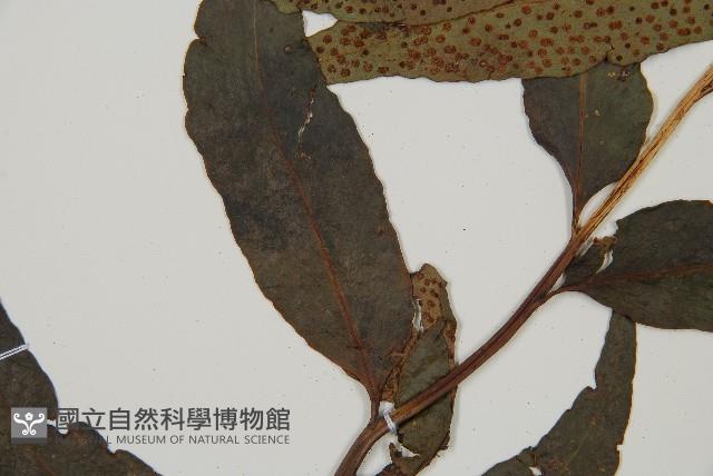 披針貫眾蕨藏品圖，第3張