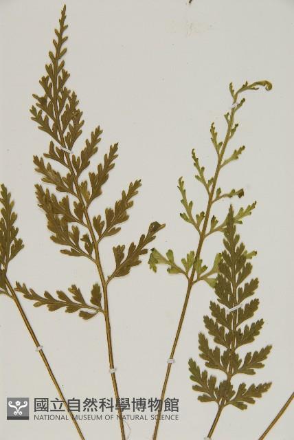 骨碎補鐵角蕨藏品圖，第4張