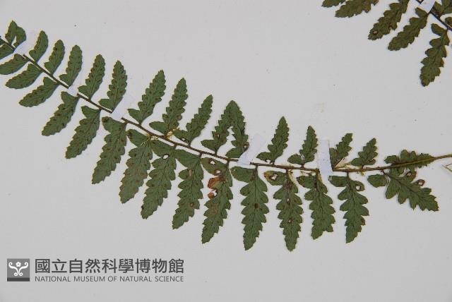 密腺蹄蓋蕨藏品圖，第4張