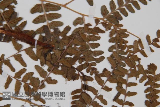 華中蹄蓋蕨藏品圖，第4張