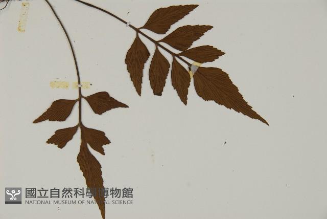 革葉鐵角蕨藏品圖，第3張