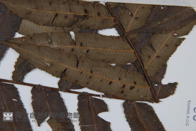 圓齒擬貫眾藏品圖，第4張