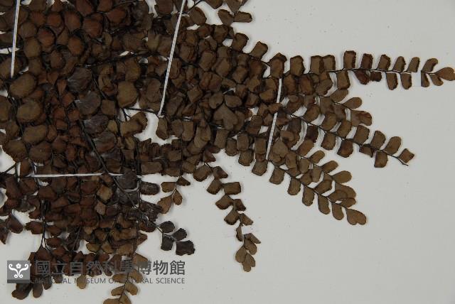 扇葉鐵線蕨藏品圖，第3張