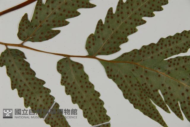 葛氏三叉蕨藏品圖，第4張