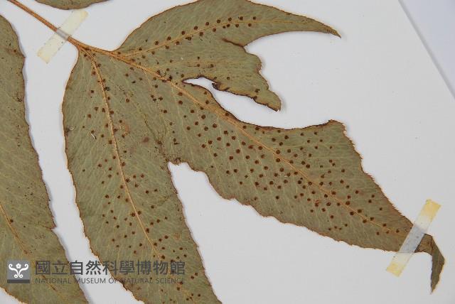細齒貫眾蕨藏品圖，第4張