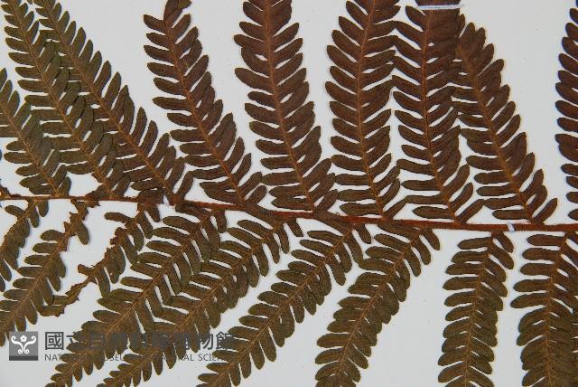 登錄號:P010057藏品圖，第4張