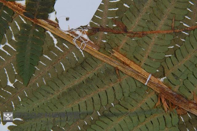 綿馬鱗毛蕨藏品圖，第4張