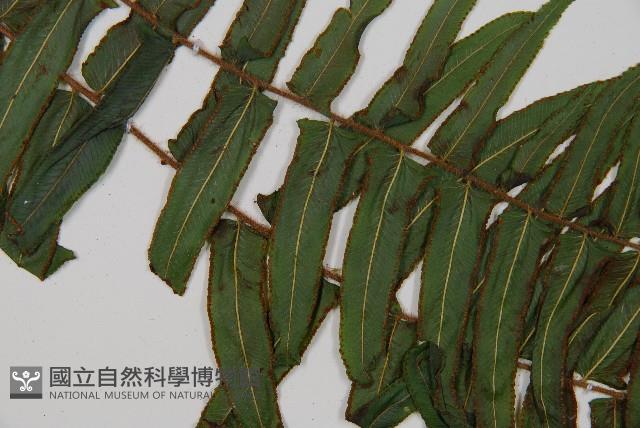 虎克氏鱗蓋蕨藏品圖，第3張
