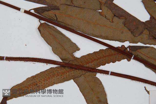 黑桫蕨藏品圖，第4張