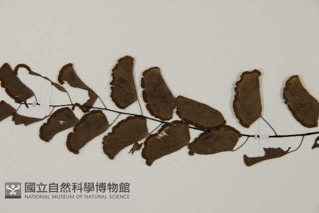 半月形鐵線蕨藏品圖，第4張
