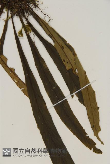 劍葉鐵角蕨、箭葉鐵角蕨藏品圖，第4張