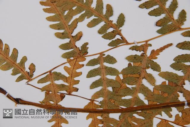 擬德氏雙蓋蕨藏品圖，第4張