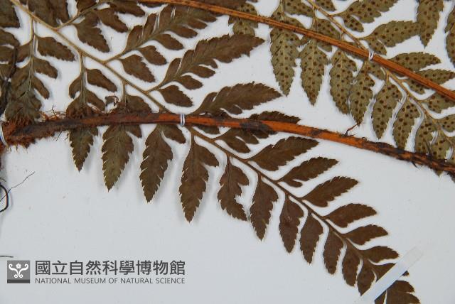 細葉複葉耳蕨藏品圖，第4張
