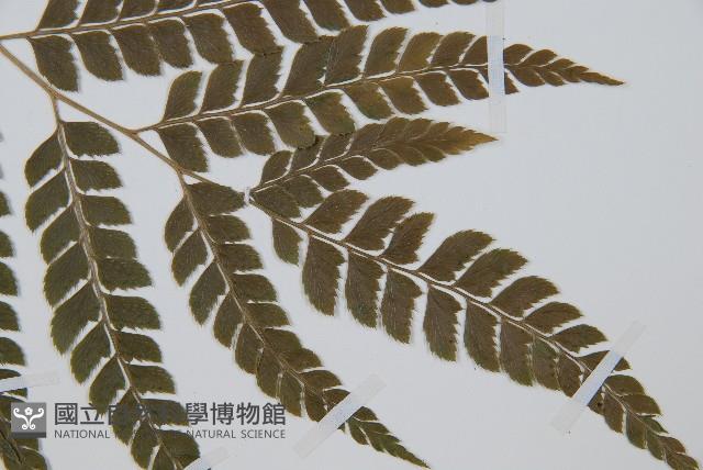 斜方複葉耳蕨藏品圖，第3張