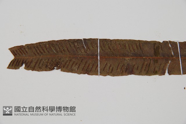 單葉雙蓋蕨藏品圖，第4張