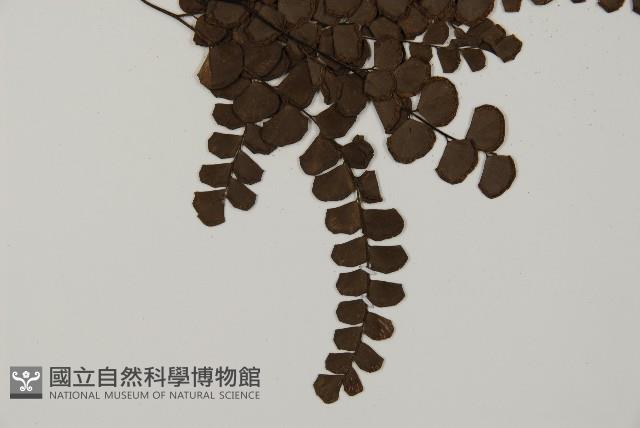 扇葉鐵線蕨藏品圖，第3張