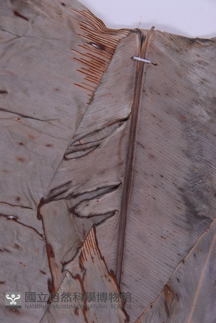 臺灣山蘇花藏品圖，第4張