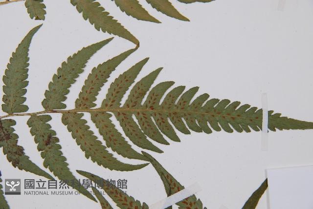 東洋蹄蓋蕨藏品圖，第4張