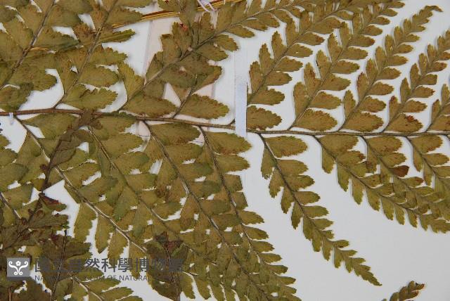 中華鱗蓋蕨藏品圖，第4張