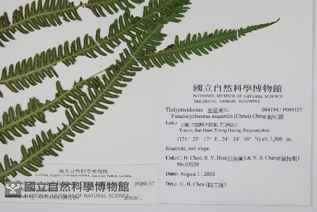 斜葉金星蕨藏品圖，第4張