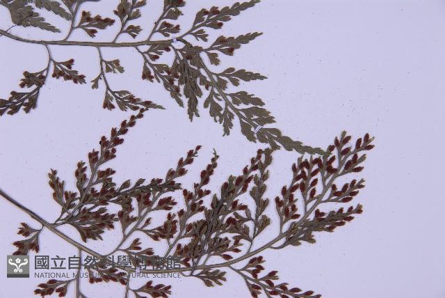 尖葉鐵角蕨藏品圖，第4張