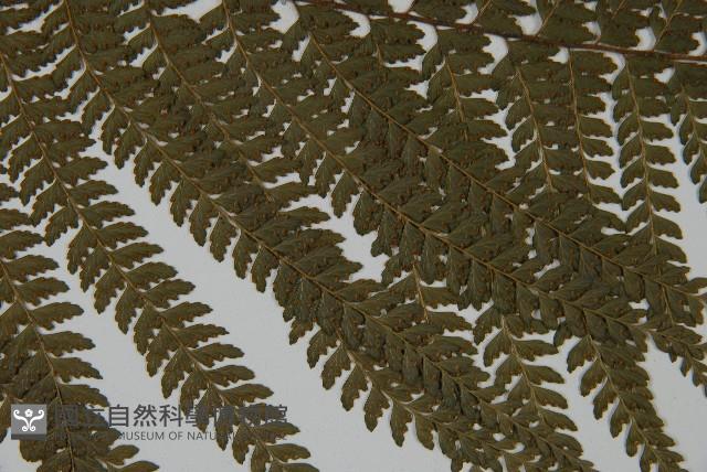 亞粗毛鱗蓋蕨藏品圖，第4張