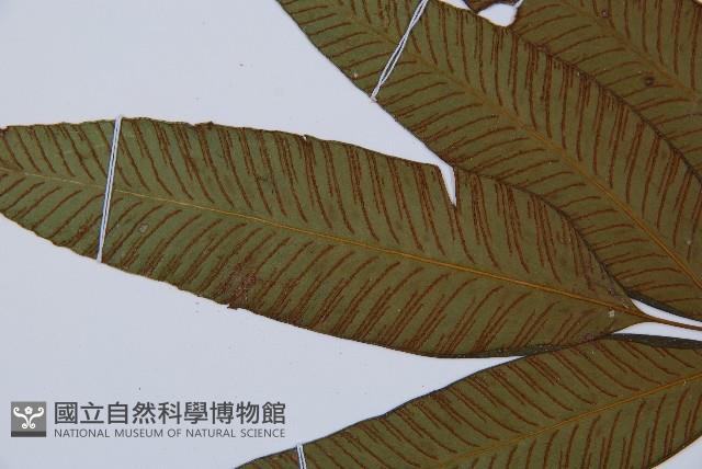 細柄雙蓋蕨藏品圖，第4張