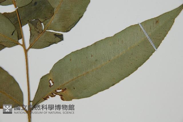 裂葉雙蓋蕨藏品圖，第4張