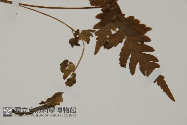 登錄號:P005457藏品圖，第4張