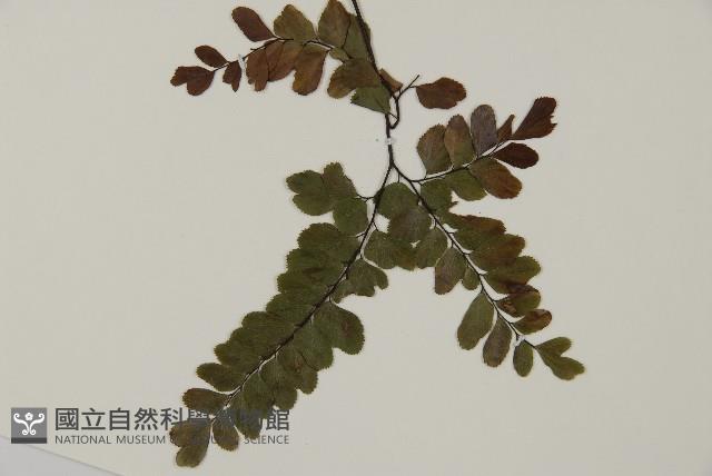 扇葉鐵線蕨藏品圖，第3張
