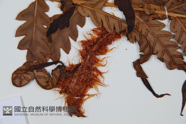 日本狗脊蕨藏品圖，第4張