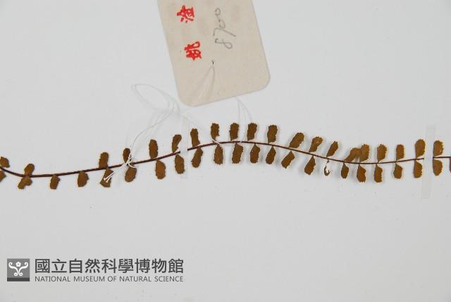 鐵角蕨藏品圖，第4張