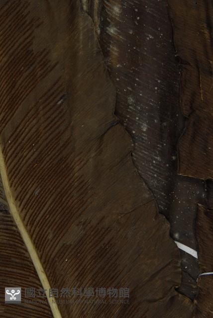 山蘇花藏品圖，第4張