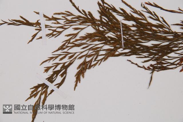 威氏鐵角蕨藏品圖，第4張