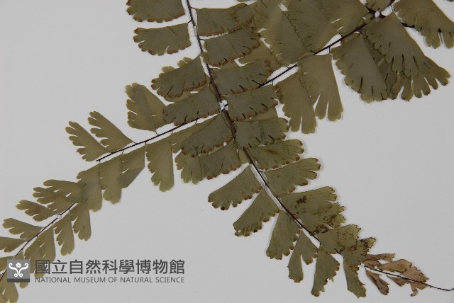 梅山鐵線蕨藏品圖，第7張