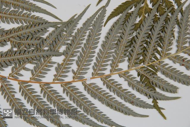 臺灣金狗毛蕨藏品圖，第4張