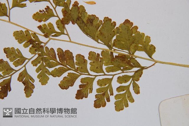 膜葉冷蕨藏品圖，第4張