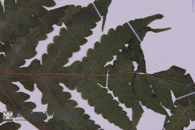 登錄號:P009857藏品圖，第7張