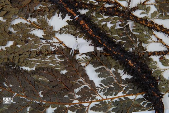 黑鱗複葉耳蕨藏品圖，第4張