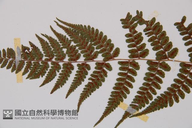 小葉蹄蓋蕨藏品圖，第4張