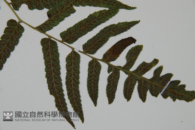 廣葉鋸齒雙蓋蕨藏品圖，第3張