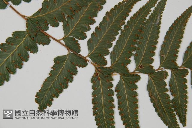 羽葉鱗蓋蕨藏品圖，第4張