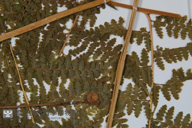 刺柄碗蕨藏品圖，第4張