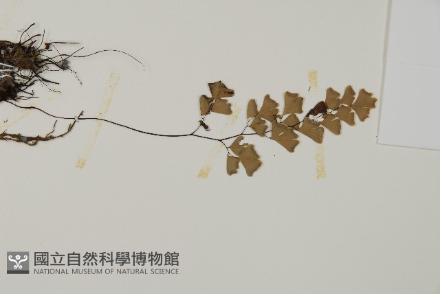 深山鐵線蕨、月芽鐵線蕨藏品圖，第4張