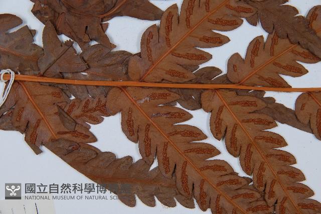 日本狗脊蕨藏品圖，第4張