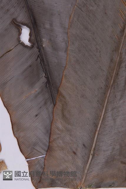 臺灣山蘇花藏品圖，第4張