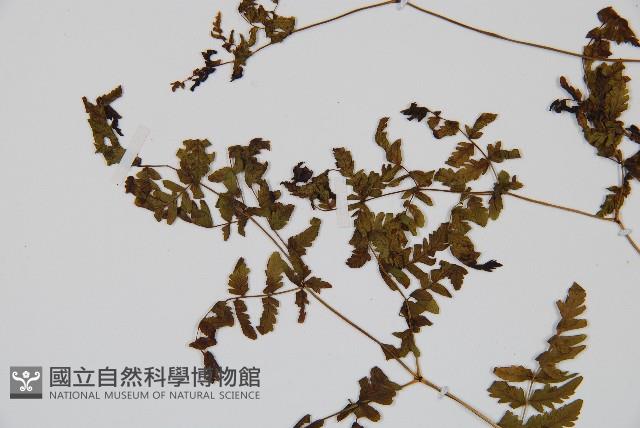 細裂羽節蕨藏品圖，第4張
