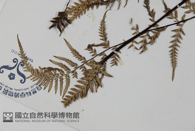 粉葉蕨藏品圖，第4張